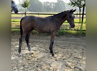 Westfaliano, Stallone, 2 Anni, 170 cm, Grigio