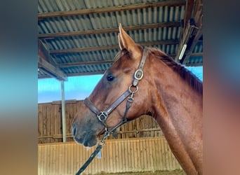 Westfaliano, Stallone, 2 Anni, 170 cm, Sauro