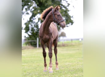 Westfaliano, Stallone, 2 Anni, 173 cm, Sauro scuro
