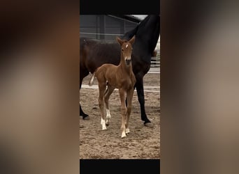 Westfaliano, Stallone, 2 Anni, 175 cm, Sauro