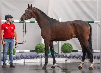 Westfaliano, Stallone, 2 Anni, Baio