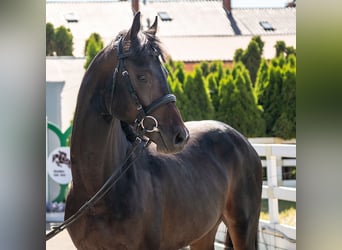 Westfaliano, Stallone, 2 Anni, Baio