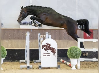 Westfaliano, Stallone, 2 Anni, Baio