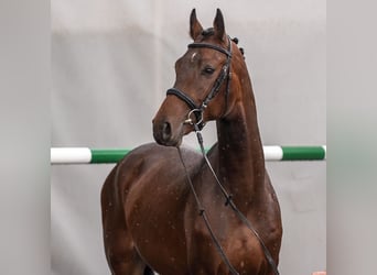 Westfaliano, Stallone, 2 Anni, Baio