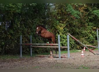 Westfaliano, Stallone, 2 Anni, Baio