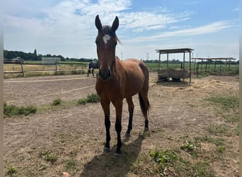 Westfaliano, Stallone, 2 Anni, Baio