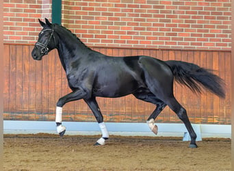 Westfaliano, Stallone, 2 Anni, Baio nero