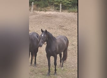 Westfaliano, Stallone, 2 Anni, Baio scuro
