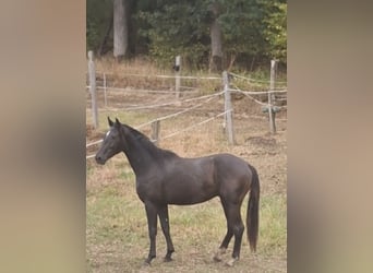 Westfaliano, Stallone, 2 Anni, Baio scuro