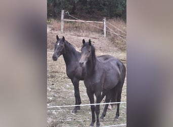 Westfaliano, Stallone, 2 Anni, Baio scuro