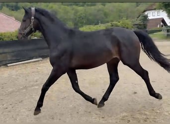 Westfaliano, Stallone, 2 Anni, Baio scuro