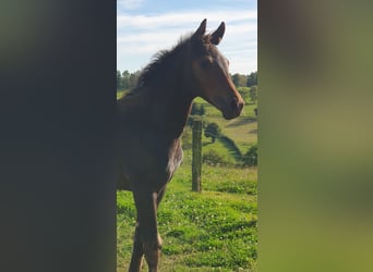 Westfaliano, Stallone, 2 Anni, Baio scuro