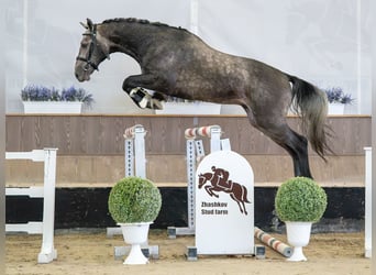 Westfaliano, Stallone, 2 Anni, Grigio