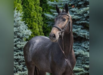 Westfaliano, Stallone, 2 Anni, Grigio