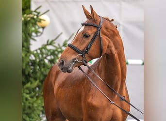 Westfaliano, Stallone, 2 Anni, Sauro