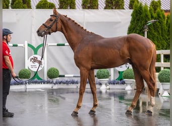 Westfaliano, Stallone, 2 Anni, Sauro