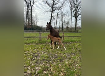 Westfaliano, Stallone, 2 Anni, Sauro scuro