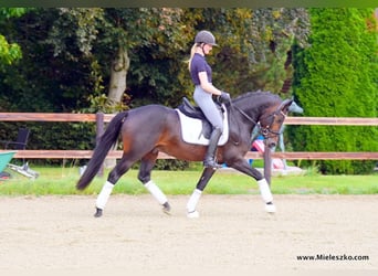 Westfaliano, Stallone, 3 Anni, 148 cm, Baio scuro