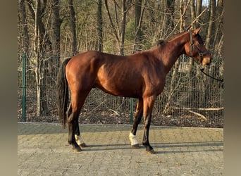 Westfaliano, Stallone, 3 Anni, 163 cm, Baio