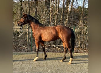 Westfaliano, Stallone, 3 Anni, 164 cm, Baio