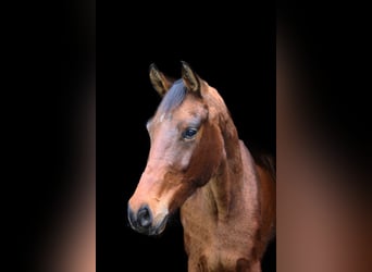 Westfaliano, Stallone, 3 Anni, 164 cm, Baio