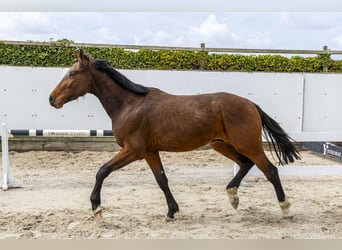 Westfaliano, Stallone, 3 Anni, 164 cm, Baio