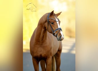 Westfaliano, Stallone, 3 Anni, 165 cm, Sauro