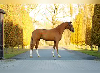 Westfaliano, Stallone, 3 Anni, 165 cm, Sauro