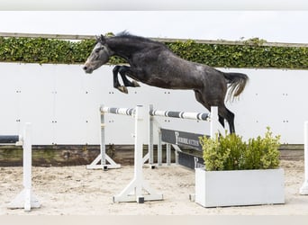 Westfaliano, Stallone, 3 Anni, 166 cm, Grigio