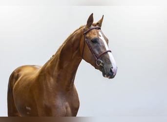Westfaliano, Stallone, 3 Anni, 167 cm, Baio ciliegia