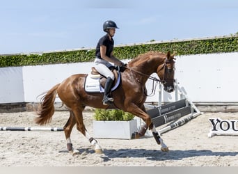 Westfaliano, Stallone, 3 Anni, 167 cm, Baio ciliegia