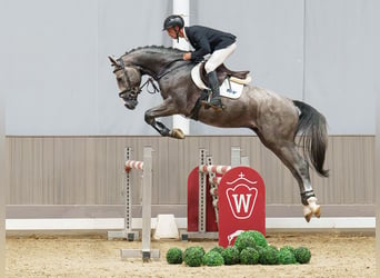Westfaliano, Stallone, 3 Anni, 168 cm, Grigio