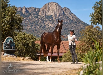 Westfaliano, Stallone, 3 Anni, 170 cm, Sauro scuro