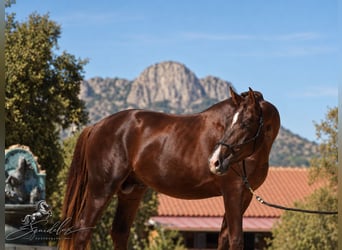 Westfaliano, Stallone, 3 Anni, 170 cm, Sauro scuro