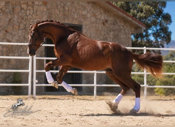 Westfaliano, Stallone, 3 Anni, 170 cm, Sauro scuro