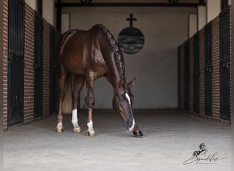 Westfaliano, Stallone, 3 Anni, 170 cm, Sauro scuro