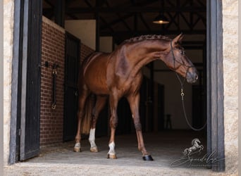 Westfaliano, Stallone, 3 Anni, 170 cm, Sauro scuro