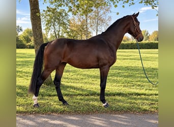 Westfaliano, Stallone, 3 Anni, 172 cm, Baio