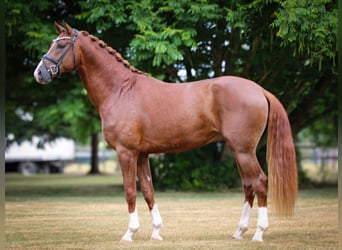 Westfaliano, Stallone, 3 Anni, 172 cm, Sauro