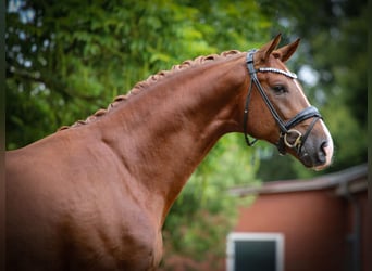 Westfaliano, Stallone, 3 Anni, 172 cm, Sauro