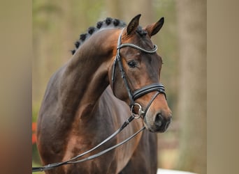 Westfaliano, Stallone, 3 Anni, 173 cm, Baio scuro