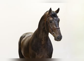 Westfaliano, Stallone, 3 Anni, 175 cm, Baio scuro