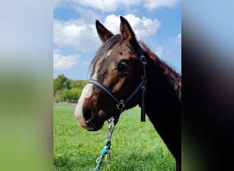 Westfaliano, Stallone, 3 Anni, Baio