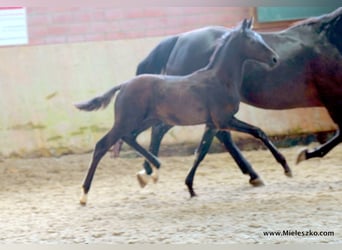 Westfaliano, Stallone, 3 Anni