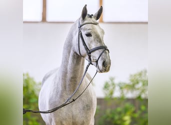 Westfaliano, Stallone, 4 Anni, 166 cm, Grigio