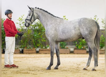 Westfaliano, Stallone, 4 Anni, 166 cm, Grigio