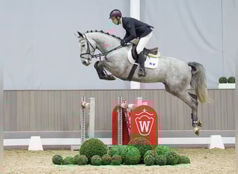 Westfaliano, Stallone, 4 Anni, 166 cm, Grigio