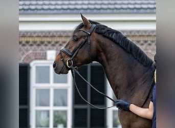 Westfaliano, Stallone, 4 Anni, 167 cm, Baio ciliegia