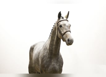 Westfaliano, Stallone, 4 Anni, 169 cm, Grigio
