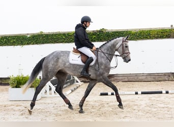 Westfaliano, Stallone, 4 Anni, 169 cm, Grigio
